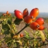 Rosa canina (pas): botanički opis, primjena, fotografija